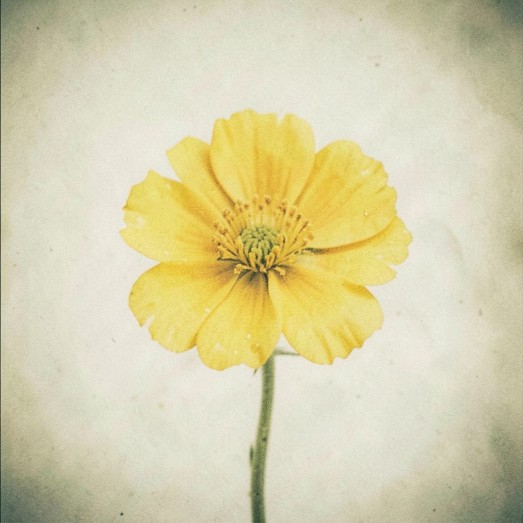 Soft analog photograph of a watercolor botanical study of a single flower in mustard yellow tones